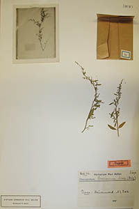 Herbarium Sheet of 