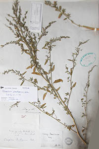 Herbarium Sheet of 