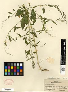 Herbarium Sheet of GH 460178 Denet 1077 