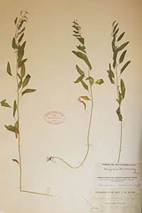 Herbarium Sheet of GH Bates Aug 8 1909