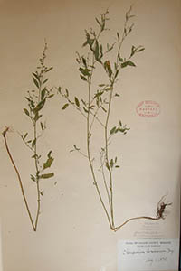 Herbarium Sheet of GH Blankinship 1895