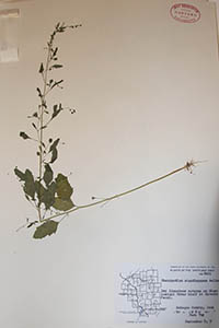 Herbarium Sheet of GH Hartley 9001