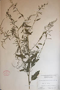 Herbarium Sheet of GH Jones 12857