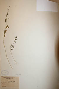 Herbarium Sheet of GH
Pease 16630