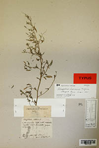 Herbarium Sheet of G 177354