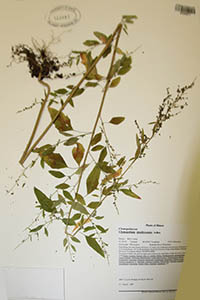 Herbarium Sheet of ID 144021