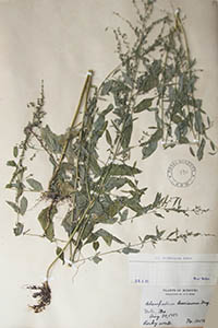 Herbarium Sheet of K 130