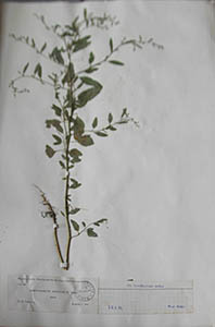 Herbarium Sheet of K 131