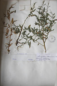 Herbarium Sheet of K 132