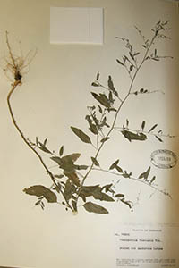 Herbarium Sheet of MO 1755209