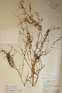 Herbarium Sheet of MO 1909310