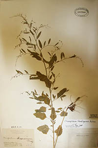 Herbarium Sheet of MO 1957260