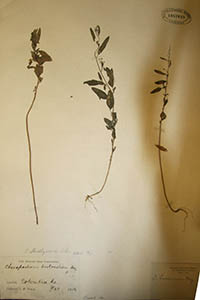 Herbarium Sheet of MO 1957622