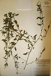 Herbarium Sheet of MO 2585348