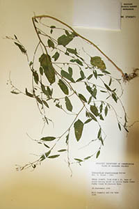 Herbarium Sheet of MO 3785871