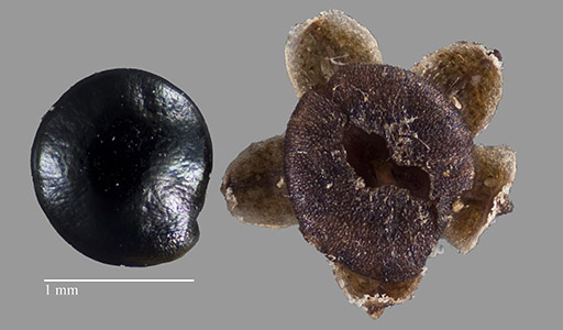 MO 4238257 Seed and sepal close-ups