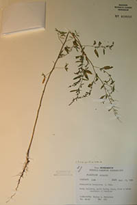 MO 4238257 Herbarium Sheet