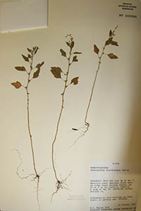 Herbarium Sheet of MO 4293998