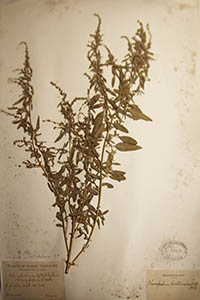 Herbarium Sheet of MO 46078