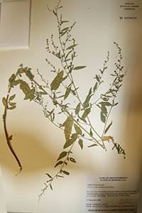 Herbarium Sheet of MO 4796510