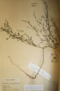 Herbarium Sheet of MO 5119886