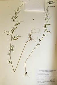 Herbarium Sheet of MO 5610176