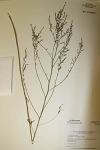 Herbarium Sheet of MO 5789122