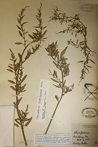 Herbarium Sheet of MO 822553