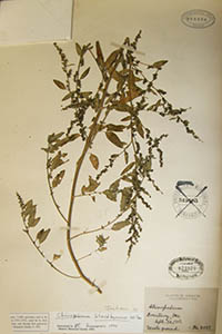 Herbarium Sheet of MO 823928