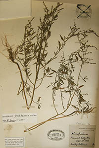 Herbarium Sheet of MO 824384