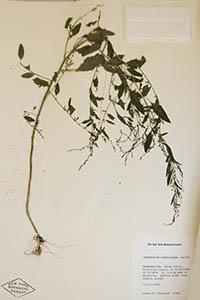 Herbarium Sheet of NY
Churchill 12349