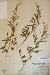 Herbarium Sheet of NY
Coulter 2867