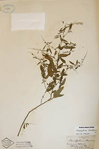 Herbarium Sheet of NY
Hedge 