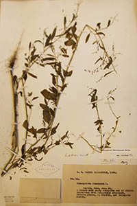 Herbarium Sheet of NY
Parmel 11 1926