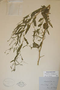 Herbarium Sheet of NY
Porter