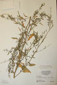 Herbarium Sheet of PAC 74272