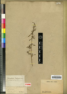 Herbarium Sheet of 