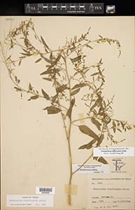 Herbarium Sheet of TEX-LL 00039955