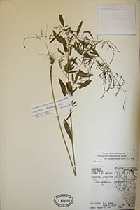 Herbarium Sheet of UC 1434039