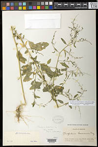 US 688360 Herbarium Sheet