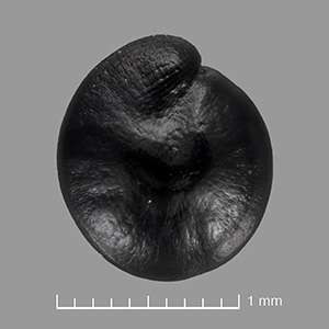 US 688360 Seed back view
