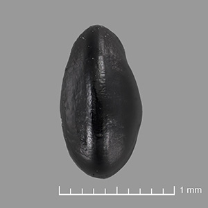 US 688360 seed side view