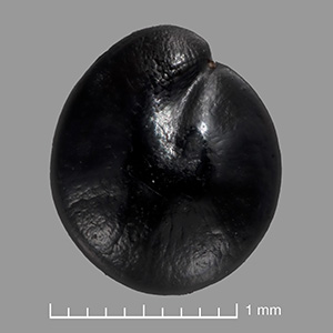 US 688360 seed back view #2