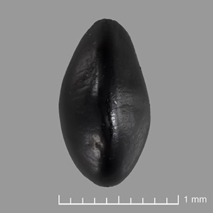 US 688360 seed side view #2
