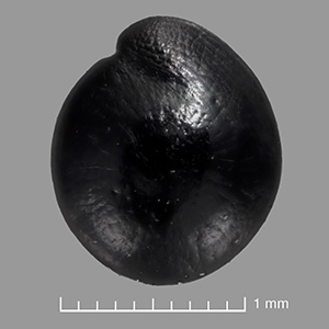 US 688360 seed front view #2