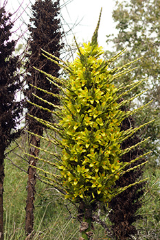 DSC07776-Puya_chilensis-Bromeliac plant1