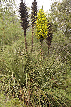 DSC07778-Puya_chilensis-Bromeliac plant2