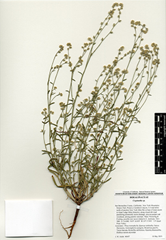 RSA0633491 herbarium specimen