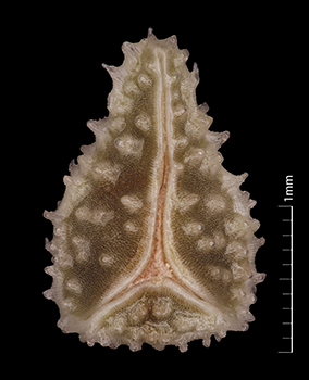 RSA0633491 nutlet ventral view