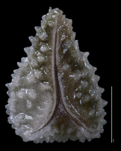 SDSU18622 nutlet ventral view